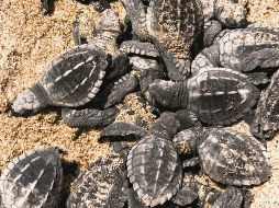 Las tortugas llegan a casa