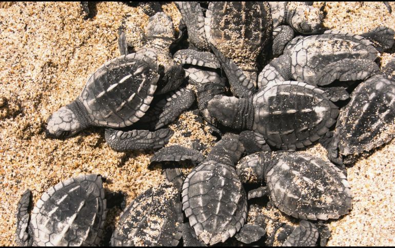 Las tortugas llegan a casa