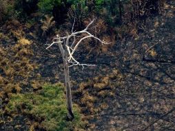 El humo y las llamas han cubierto centenares de miles de hectáreas de selva tropical. GETTY IMAGES