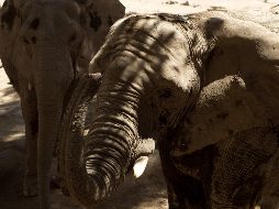 Los elefantes tienen una vida familiar compleja, no soportan ser separados de los suyos y la vida en cautividad, de ahí la importancia de mantenerlos en su hábitat natural. EL INFORMADOR / ARCHIVO