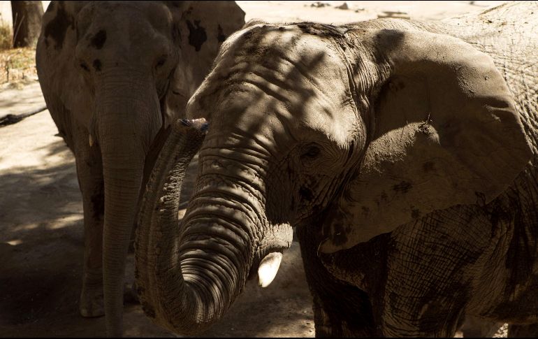 Los elefantes tienen una vida familiar compleja, no soportan ser separados de los suyos y la vida en cautividad, de ahí la importancia de mantenerlos en su hábitat natural. EL INFORMADOR / ARCHIVO