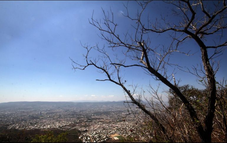 El gobierno de Tabasco obliga a recuperar la vegetación perdida en otras áreas que no se estén trabajando industrialmente. EL INFORMADOR / ARCHIVO
