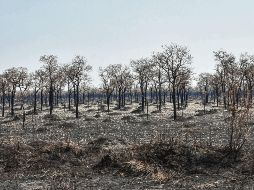 La región ha padecido la severa temporada de incendios. ESPECIAL