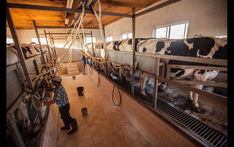 El Programa de las Naciones Unidas para el Desarrollo en México ha puesto énfasis en esta actividad económica como emisora de gases contaminantes. ARCHIVO / EL INFORMADOR