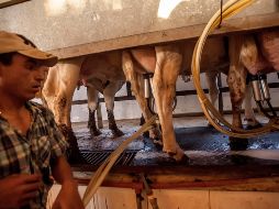 Sello Rojo cuenta con presencia en 17 estados del País y tiene en su nómina a unos cinco mil empleados. EL INFORMADOR/ ARCHIVO