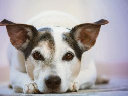 La adopción de perros y gatos, una de las virtudes del Mexicano Fest. ESPECIAL / PIXABAY