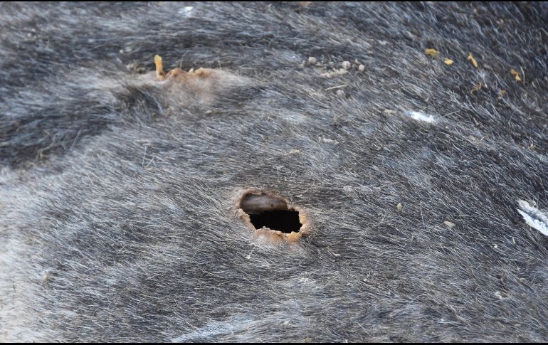una perforación, posiblemente de una bala, en el cadáver de un ejemplar. EFE/I. Mejía