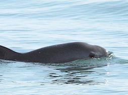 El programa de investigación de la vaquita es un esfuerzo de la Conanp para conocer el estado de la población de vaquita por más de dos décadas. EFE / ARCHIVO
