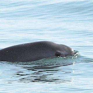 Avistan a seis vaquitas marinas en el Alto Golfo de California