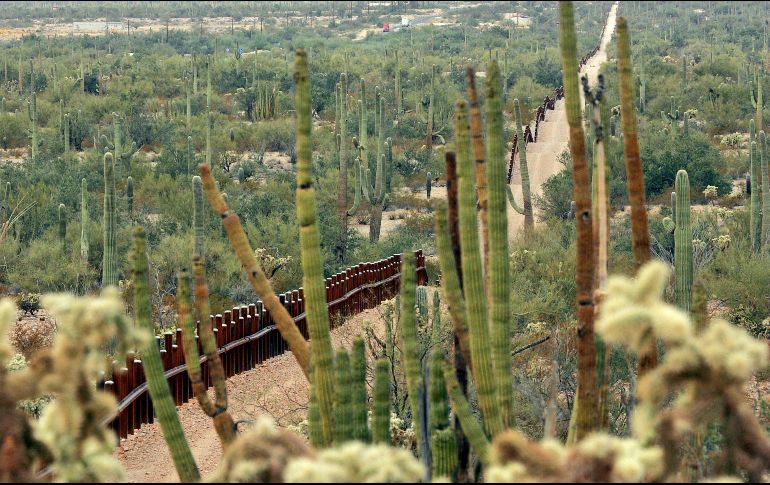 En la reserva Organ Pipe Cactus viven especies en peligro de extinción, como leones de montaña, jabalíes americanos y antílopes. AP/ARCHIVO