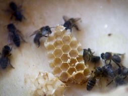 Recomiendan a la ciudadanía no molestar a estos insectos para evitar ser víctimas de picaduras. EFE/ARCHIVO