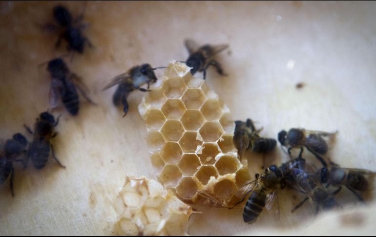 Recomiendan a la ciudadanía no molestar a estos insectos para evitar ser víctimas de picaduras. EFE/ARCHIVO