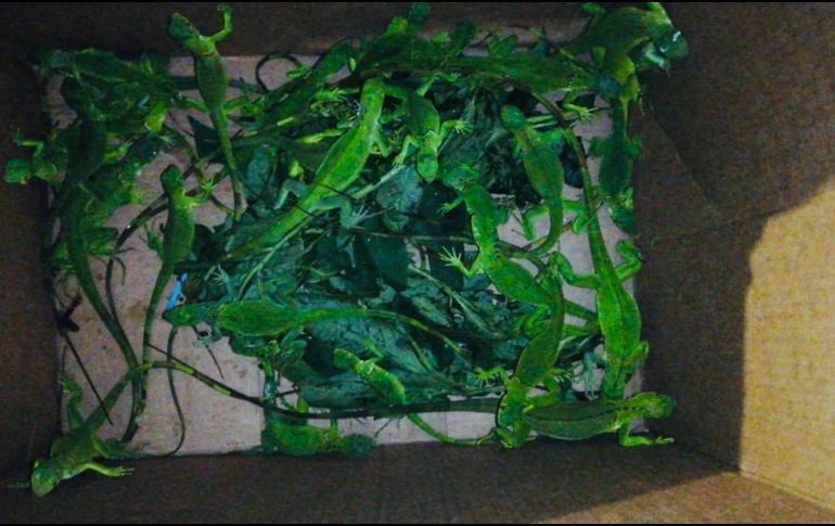 En tanto, los animales también quedaron bajo resguardo de la FGR. ESPECIAL/ Policía de Guadalajara