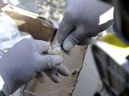 Las exportaciones de este criminal se cuentan por toneladas. ARCHIVO / AFP