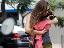 El Código Penal de Jalisco fue reformado para que los delitos cometidos contra animales también reciban un castigo ejemplar. EL INFORMADOR/A. Camacho