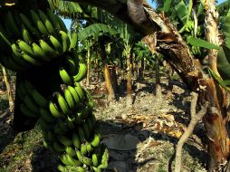 La escacez de las frutas afectadas incrementó el precio y comenzará a reflejarse a partir de este sábado al subir tres pesos por kilo. EL INFORMADOR / ARCHIVO