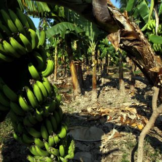 Prevén alza en precios del plátano por daños