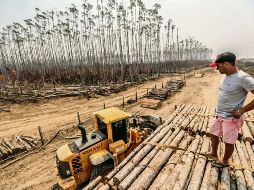 La región de la Amazonía es uno de los puntos a discutir en la cumbre del clima; ha sido arrasada en los últimos años. NOTIMEX