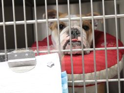 La Autoridad de Seguridad Alimenticia de Noruega investiga la causa del padecimiento, cuyos síntomas incluyen vómito y diarrea con sangre. NTX / ARCHIVO