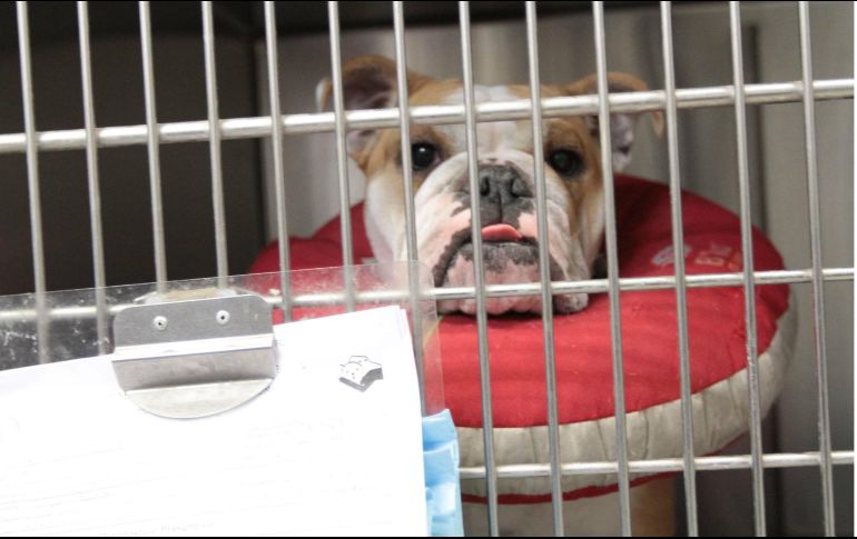 La Autoridad de Seguridad Alimenticia de Noruega investiga la causa del padecimiento, cuyos síntomas incluyen vómito y diarrea con sangre. NTX / ARCHIVO