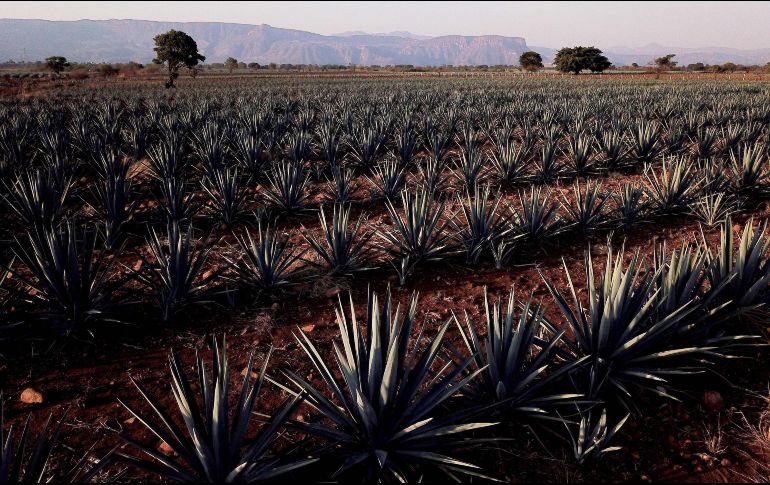 El CRT informó que, de las 155 fábricas autorizadas para elaborar la bebida, sólo alrededor de 60 trabajan con normalidad. AFP / ARCHIVO