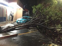 Personal de Protección Civil acudieron a los puntos donde se localizaron los árboles caídos. ESPECIAL / Protección Civil de Guadalajara
