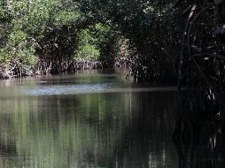 El Salado es un espacio de alta biodiversidad dentro de Puerto Vallarta. EL INFORMADOR/Archivo