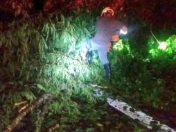 Personal de Protección Civil Jalisco retiró el árbol que cayó sobre sobre la carretera federal 200 a la altura de Boca de Tomatlán. TWITTER / @PCJalisco
