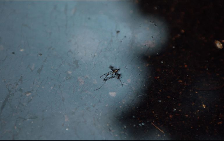 En total, suman cinco mil 47 casos registrados este año, cifra que supera el máximo histórico de 2009, cuando hubo mil 909 casos. EL INFORMADOR / ARCHIVO