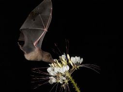 Los quirópteros aplican estas estrategias para minimizar el esfuerzo de búsqueda de sus presas. NTX / ARCHIVO