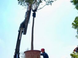 Para el proyecto es necesario el movimiento de tierra y la demolición de las antiguas oficinas con el cuidando necesario para conservar los árboles que se encuentran en el lugar. EL INDORMADOR / R. Rivas