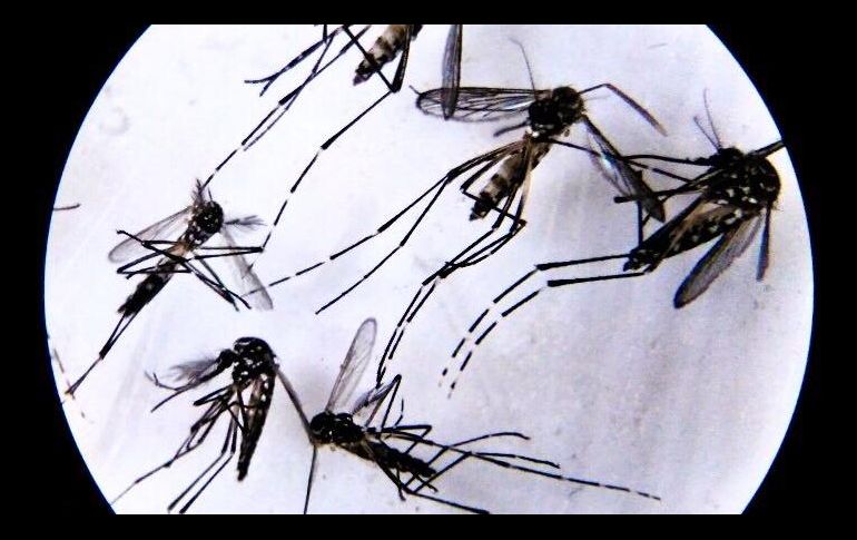 En las cuestiones a tratar se habló sobre los alimentos y las actividades no recomendables. TWITTER / @doctormosqueda