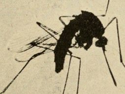 Un dato real para recuperarse del dengue, mencionan las expertas, es consumir alimentos sanos y agua de manera constante. TWITTER / @Mosquito_Alert