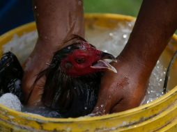 La crianza de gallos de pelea ha tomado siglos de conocimientos que han dado forma a toda una tradición. EL INFORMADOR/F. Atilano