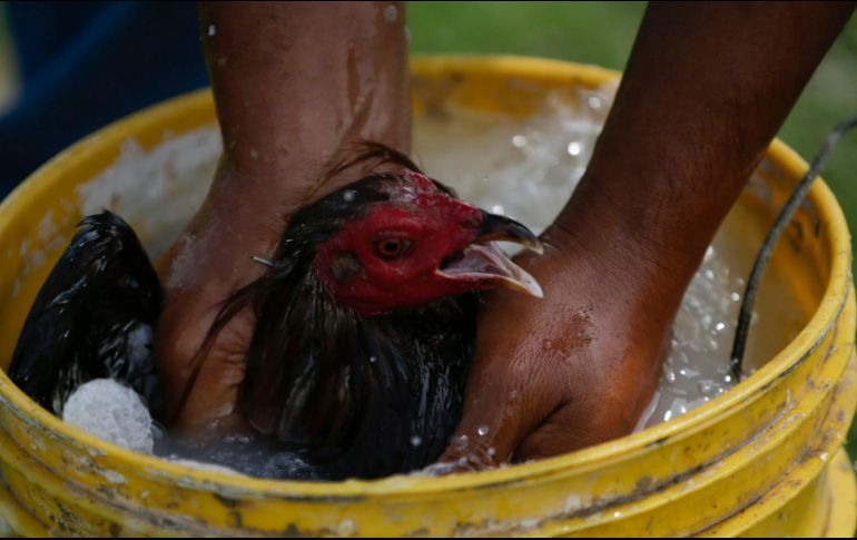 La crianza de gallos de pelea ha tomado siglos de conocimientos que han dado forma a toda una tradición. EL INFORMADOR/F. Atilano