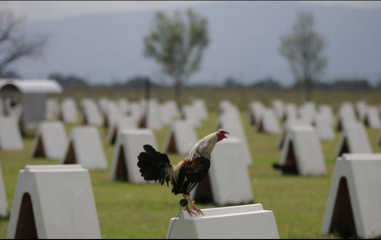 La Secretaría de Gobernación considera las peleas de gallos como “una actividad distintiva de nuestra cultura” desde el siglo XVI. EL INFORMADOR/F. Atilano