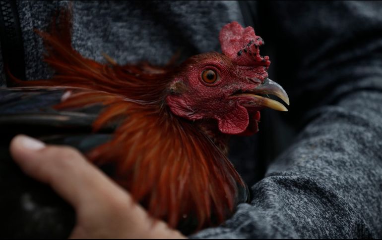 La Federación gana 400 MDP por otorgar permisos para las peleas. EL INFORMADOR/F. Atilano