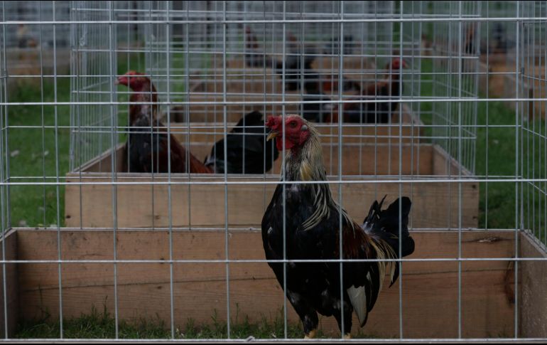 Este ramo genera nueve mil millones de pesos anuales a nivel nacional, únicamente en la crianza de las aves. EL INFORMADOR/F. Atilano