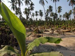 La Sader apoyará a los productores con el seguro catastrófico por dos mil 500 hectárea dañada el cual ya se activó. EL INFORMADOR/ ARCHIVO