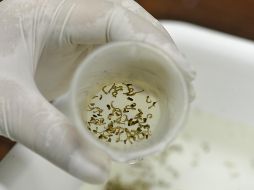 Los síntomas comunes del dengue son fiebre, sarpullido y dolores musculares y articulares. EL INFORMADOR/ ARCHIVO