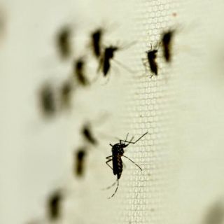 Superada la etapa más crítica de dengue, afirma Secretaría de Salud Jalisco