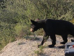 Un oso negro subadulto hambriento que bajó de la Sierra de Zapalinamé en busca de comida asustó a algunos vecinos de las colonias Villas de Israel y La Herradura al oriente de Saltillo. TWITTER / @MedAmbienteSalt