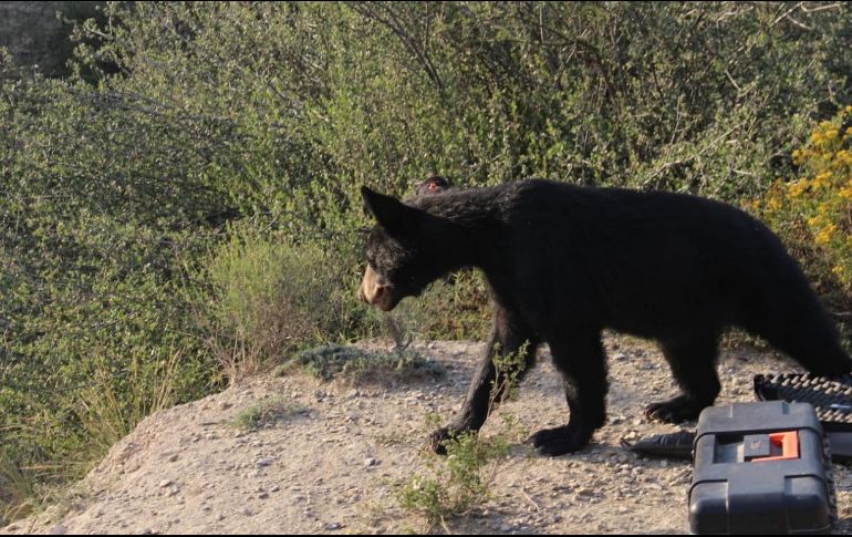 Un oso negro subadulto hambriento que bajó de la Sierra de Zapalinamé en busca de comida asustó a algunos vecinos de las colonias Villas de Israel y La Herradura al oriente de Saltillo. TWITTER / @MedAmbienteSalt