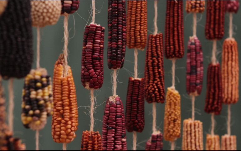 Obra de la exposición “Maíces, biodiversidad y cultura: una aproximación desde su consumo cotidiano”. EL INFORMADOR/E. Barrera