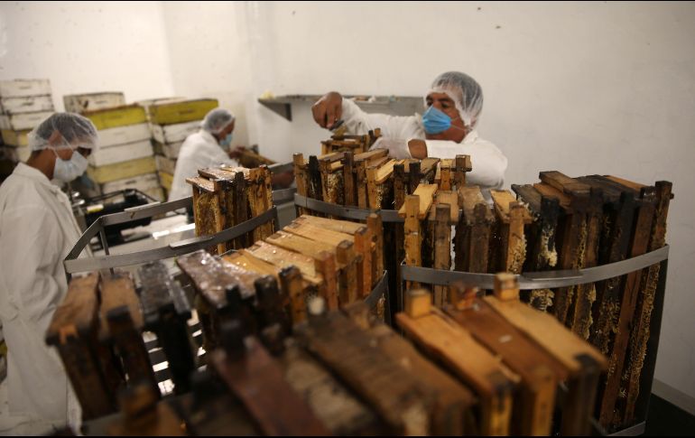 Contra viento y marea, los apicultores de Jalisco trabajan arduamente para ganar terreno a la miel “pirata”, o bien, la que no elaboran las abejas. EL INFORMADOR/Archivo