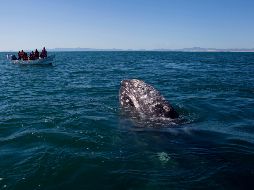 Recientemente la ballena fue vista en el río Támesis, cerca de Londres, un avistamiento inusual que despertó el interés de los medios nacionales. AP / ARCHIVO