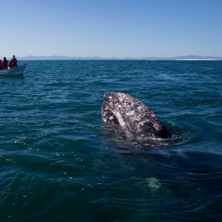Muere ballena tras colisionar con barco en Reino Unido