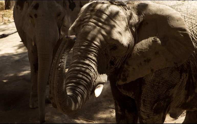 ''Los elefantes ingieren tierra cuando pastan y están así expuestos a la bacteria del ántrax'', explican autoridades, precisando que los cadáveres serán incinerados para evitar el contagio de otros animales. EL INFORMADOR / ARCHIVO