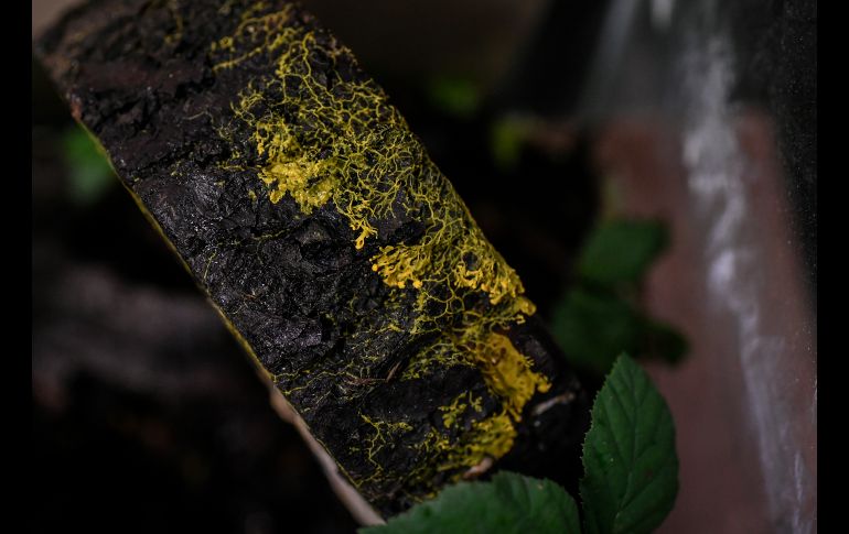 El physarum polycephalum es considerado uno de los misterios más grandes de la naturaleza. AFP