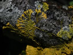 "Blob": qué es el misterioso organismo con 720 sexos y sin cerebro